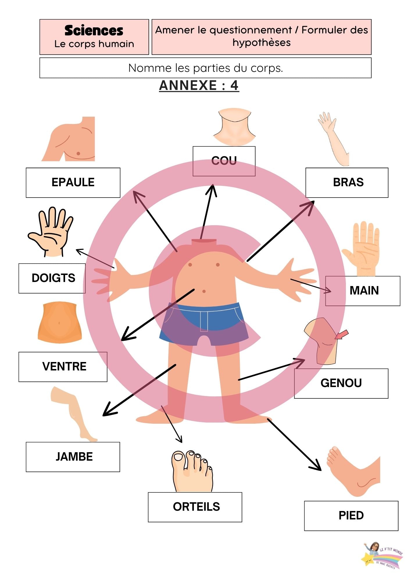 Dossier Sciences: Le corps humain /Les 5 sens (320 pages) + démarches d'investigation