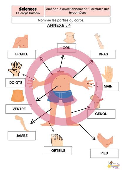 Dossier Sciences: Le corps humain /Les 5 sens (320 pages) + démarches d'investigation