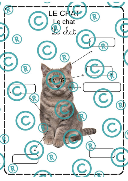 Dossier scientifique : Le monde animal (La classification)