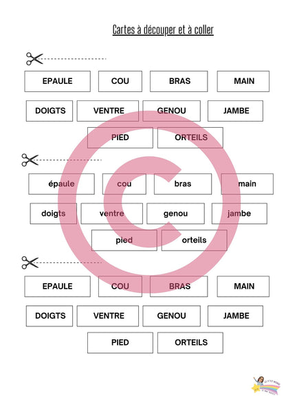 Dossier Sciences: Le corps humain /Les 5 sens (320 pages) + démarches d'investigation