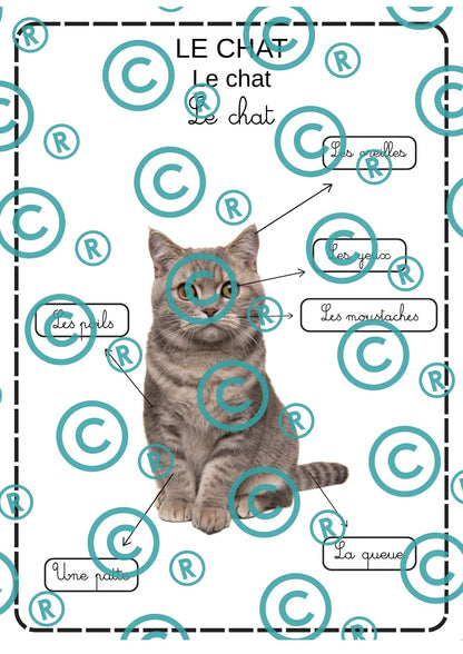 Dossier scientifique : Le monde animal (La classification)