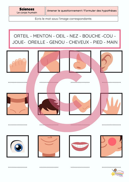 Dossier Sciences: Le corps humain /Les 5 sens (320 pages) + démarches d'investigation