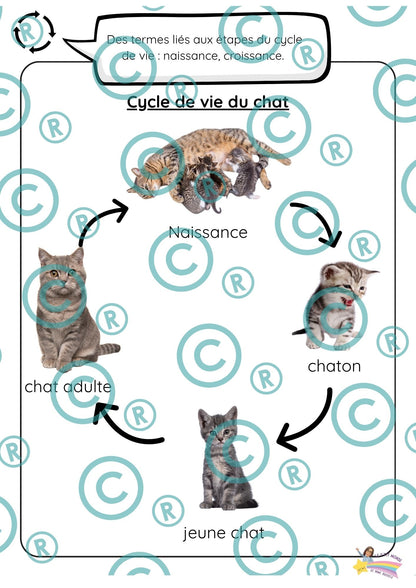 Dossier scientifique : Le monde animal (La classification)