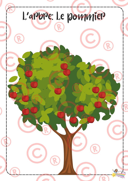 Mini Dossier sur "Les pommes"