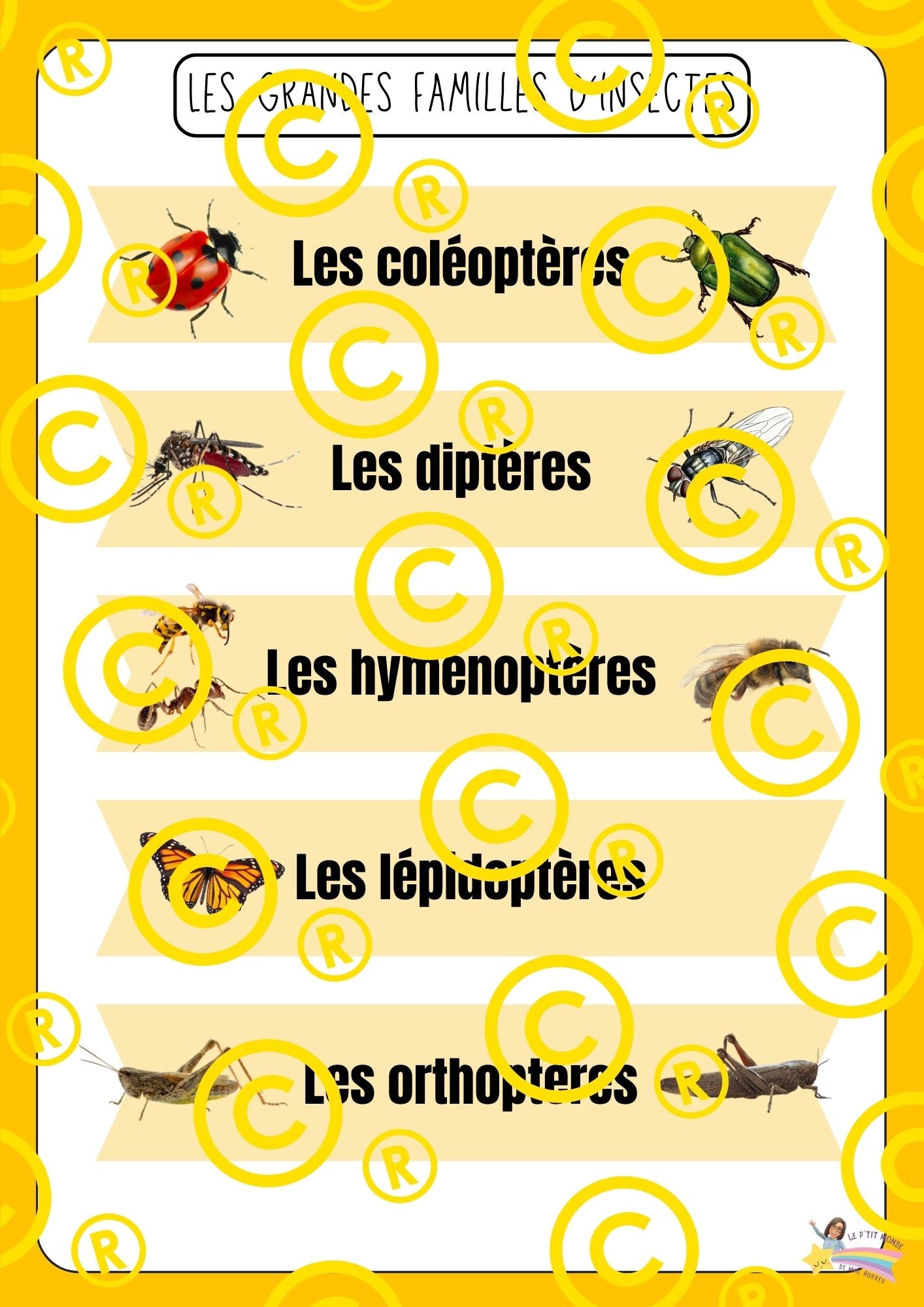 Mon dossier scientifique sur les insectes