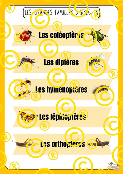 Mon dossier scientifique sur les insectes