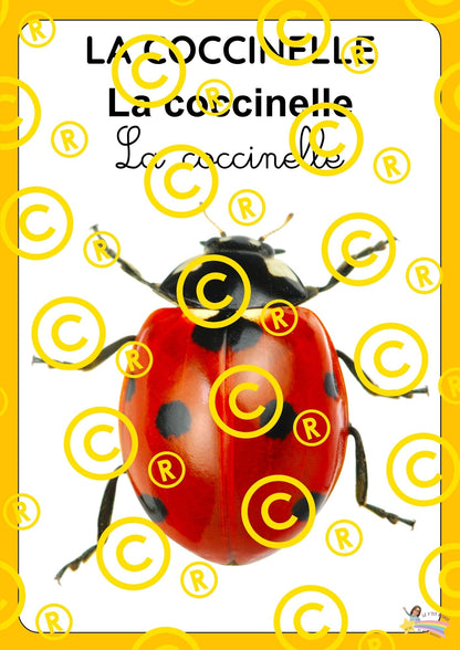 Mon dossier scientifique sur les insectes