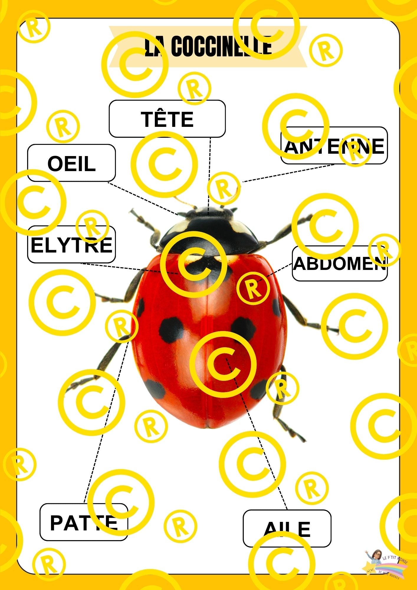 Mon dossier scientifique sur les insectes