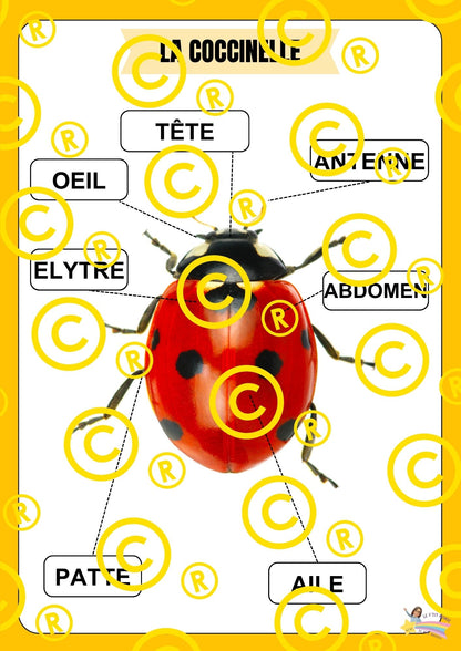 Mon dossier scientifique sur les insectes