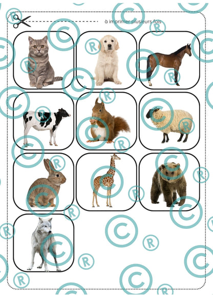 Dossier scientifique : Le monde animal (La classification)