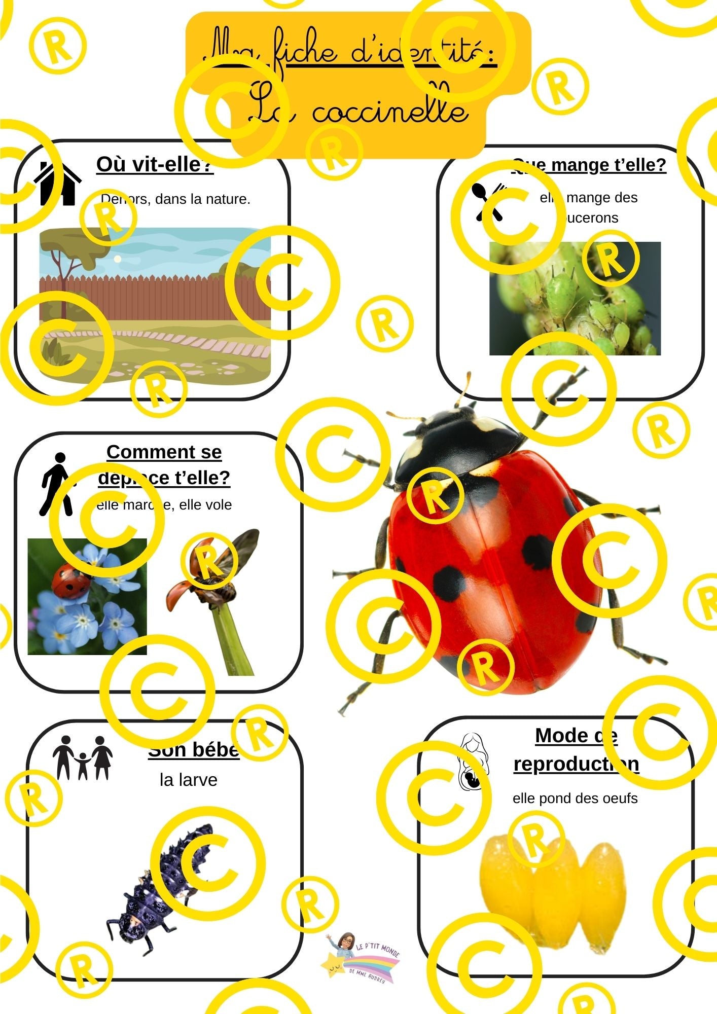 Mon dossier scientifique sur les insectes