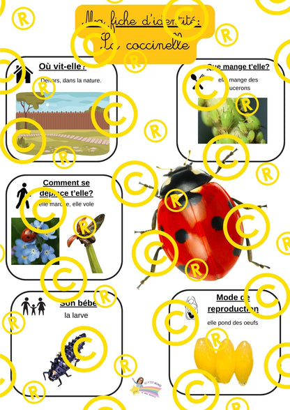 Mon dossier scientifique sur les insectes