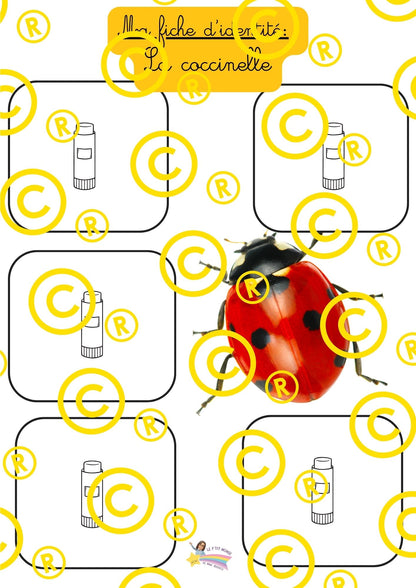 Mon dossier scientifique sur les insectes