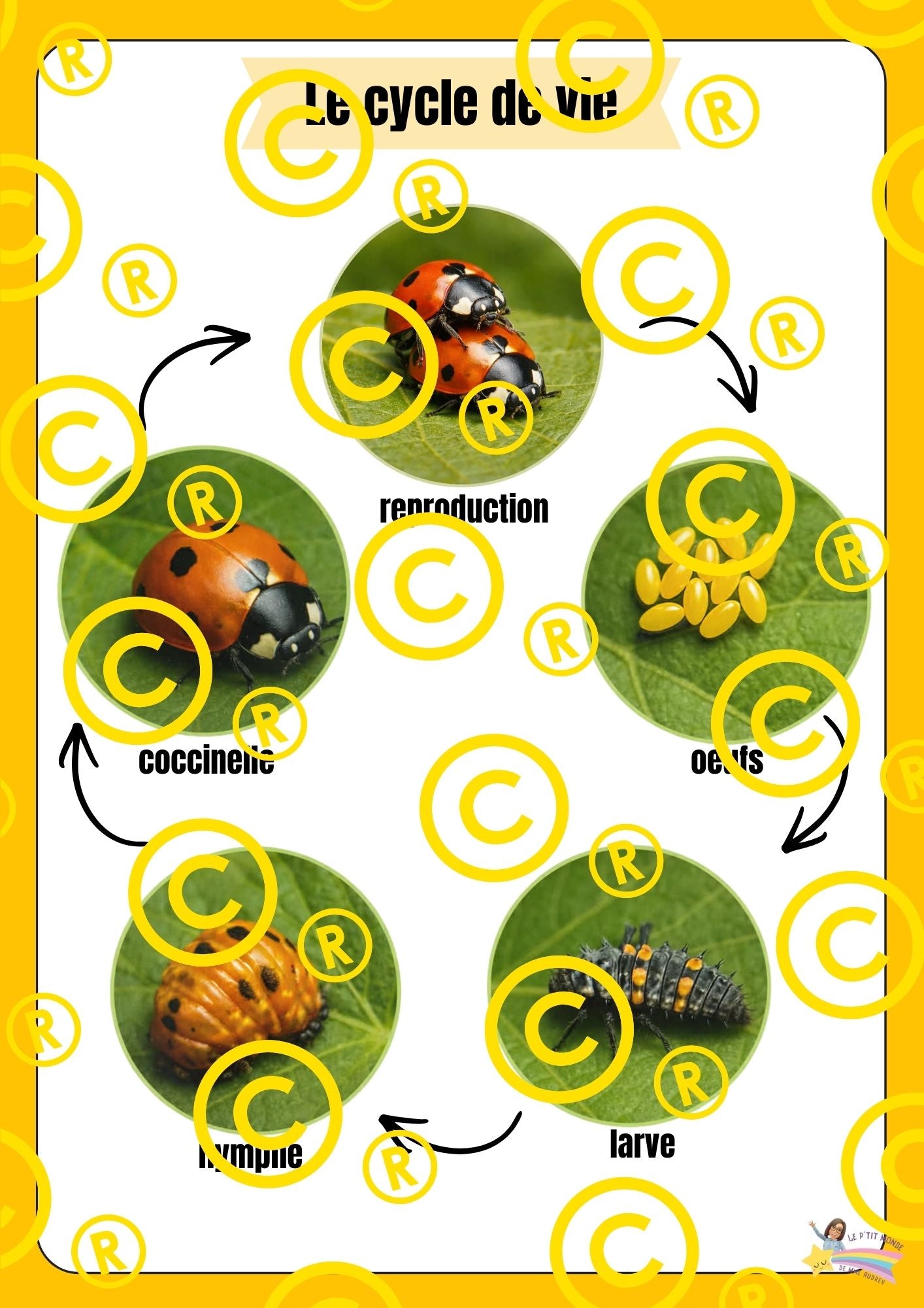 Mon dossier scientifique sur les insectes