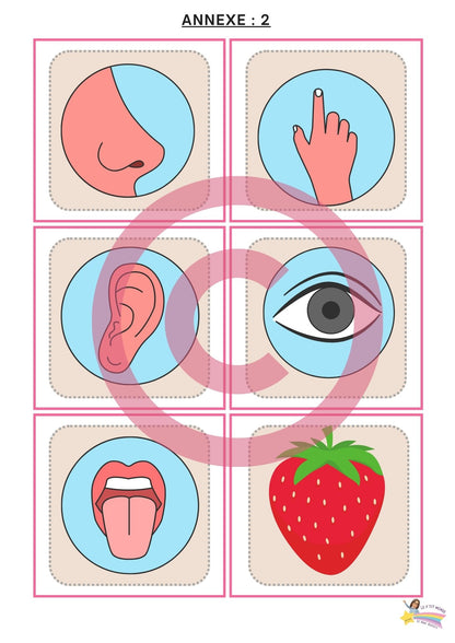 Dossier Sciences: Le corps humain /Les 5 sens (320 pages) + démarches d'investigation