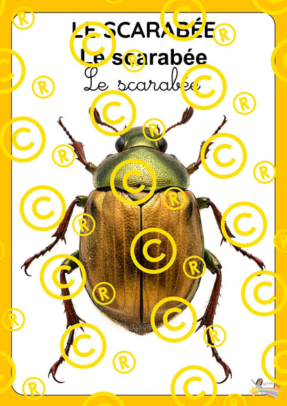 Mon dossier scientifique sur les insectes