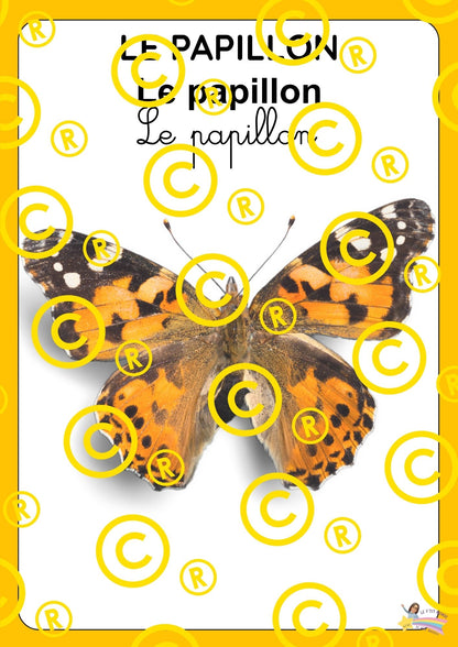 Mon dossier scientifique sur les insectes