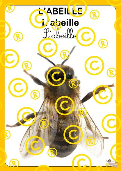 Mon dossier scientifique sur les insectes