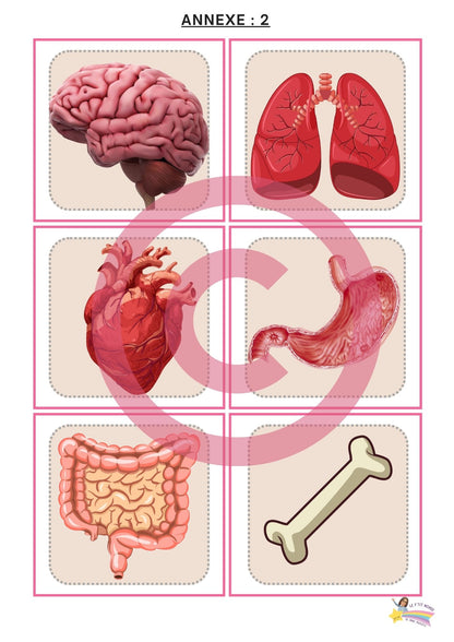 Dossier Sciences: Le corps humain /Les 5 sens (320 pages) + démarches d'investigation