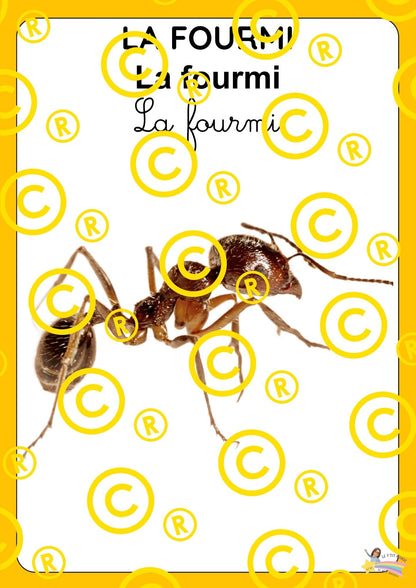 Mon dossier scientifique sur les insectes