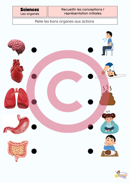 Dossier Sciences: Le corps humain /Les 5 sens (320 pages) + démarches d'investigation