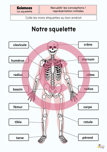 Dossier Sciences: Le corps humain /Les 5 sens (320 pages) + démarches d'investigation