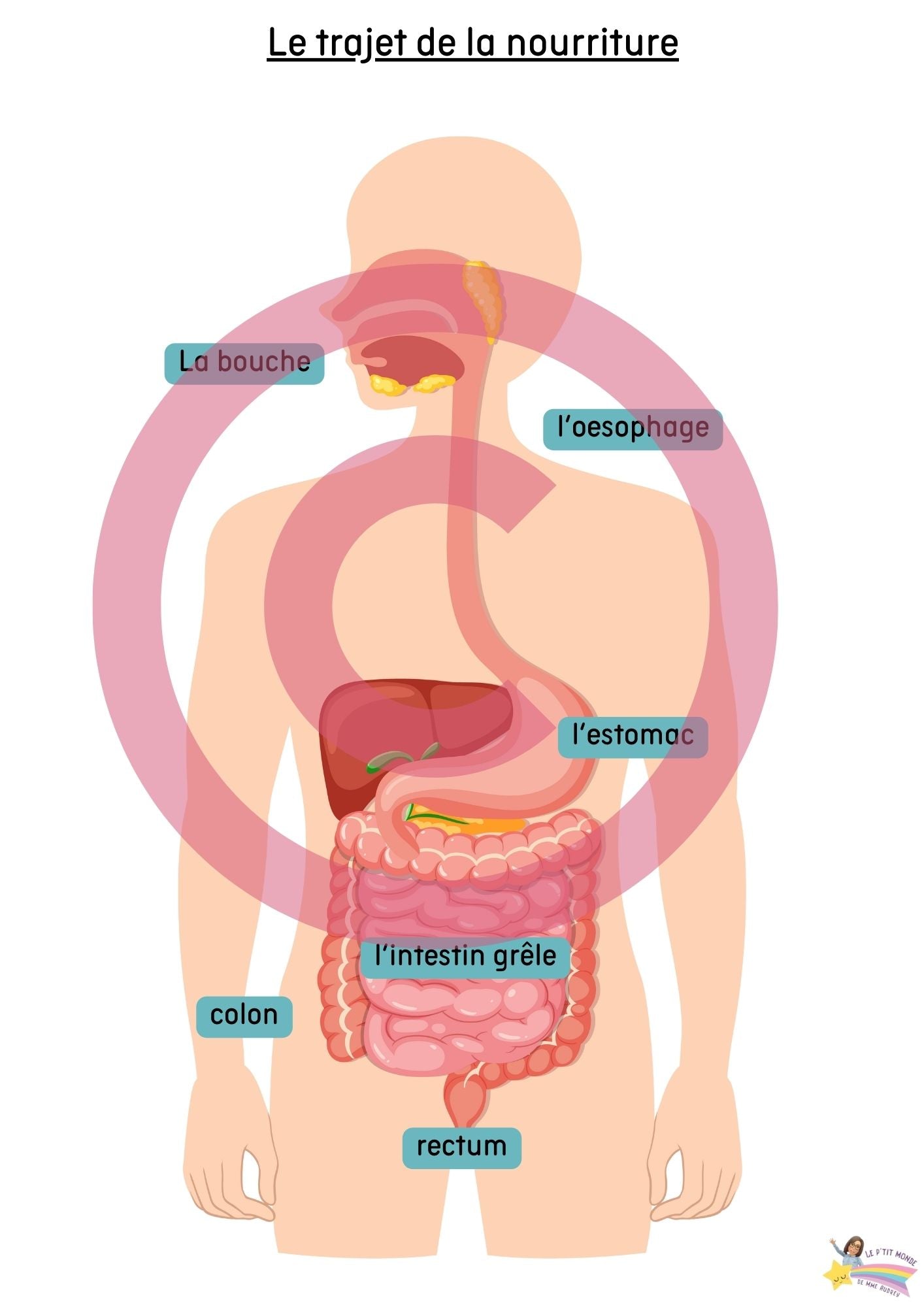 Dossier Sciences: Le corps humain /Les 5 sens (320 pages) + démarches d'investigation