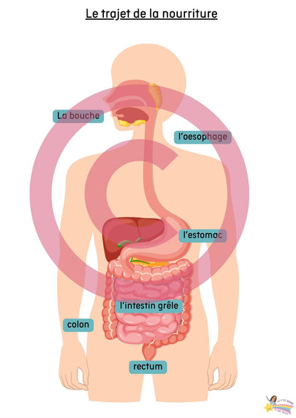 Dossier Sciences: Le corps humain /Les 5 sens (320 pages) + démarches d'investigation
