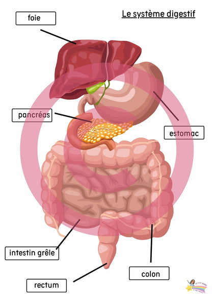 Dossier Sciences: Le corps humain /Les 5 sens (320 pages) + démarches d'investigation