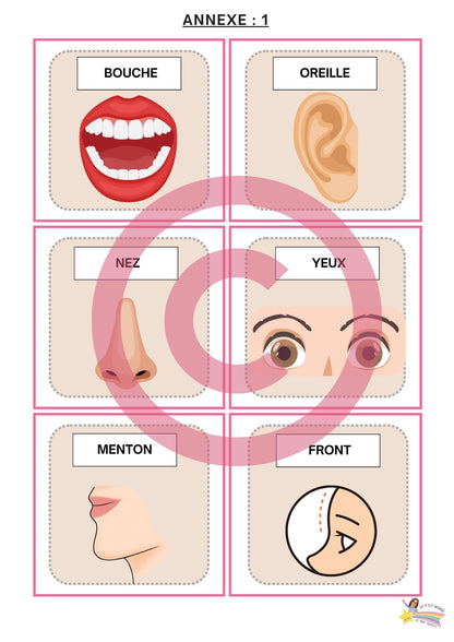 Dossier Sciences: Le corps humain /Les 5 sens (320 pages) + démarches d'investigation