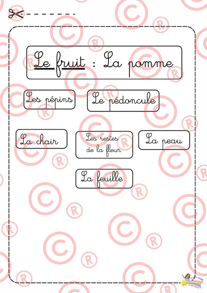 Mini Dossier sur "Les pommes"