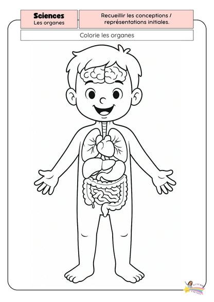 Dossier Sciences: Le corps humain /Les 5 sens (320 pages) + démarches d'investigation