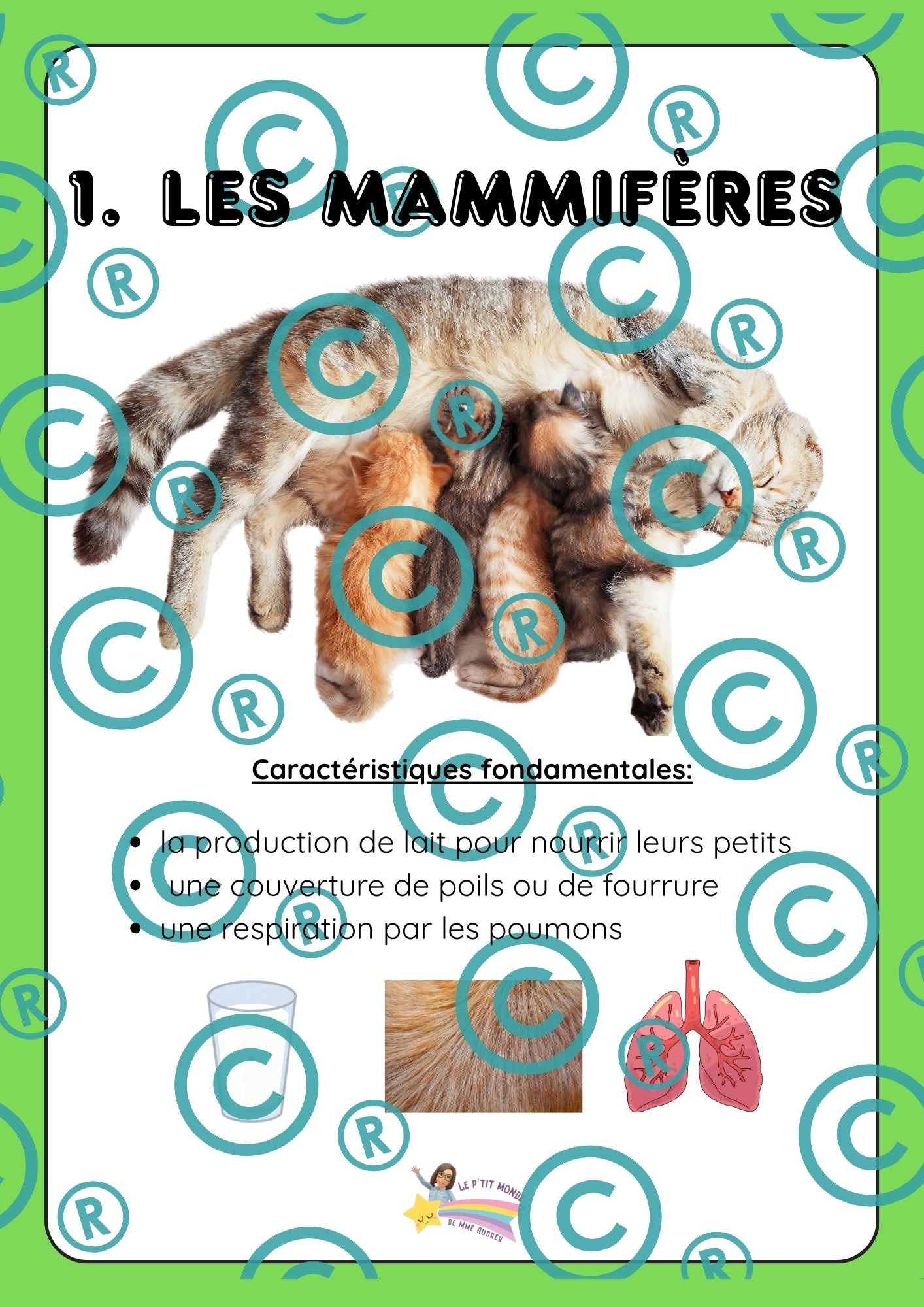 Dossier scientifique : Le monde animal (La classification)