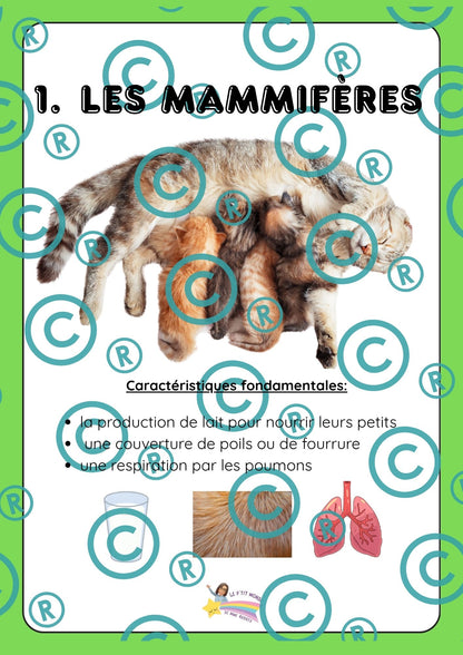 Dossier scientifique : Le monde animal (La classification)