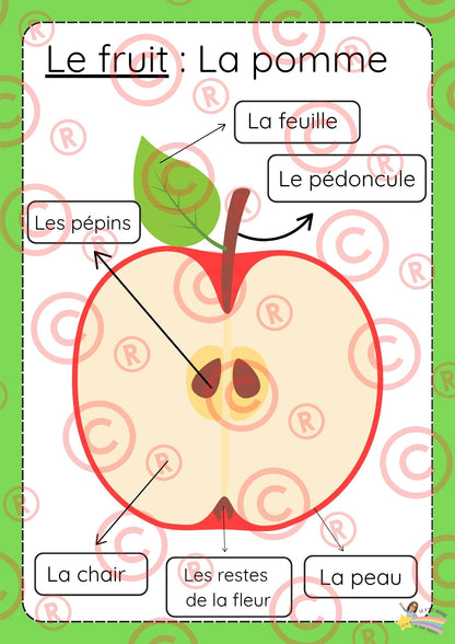 Mini Dossier sur "Les pommes"