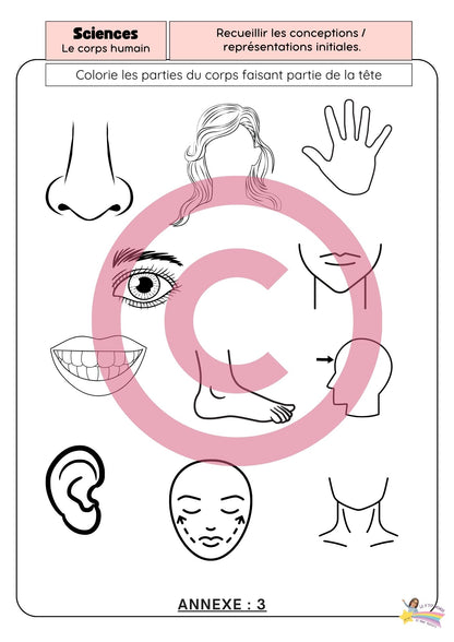 Dossier Sciences: Le corps humain /Les 5 sens (320 pages) + démarches d'investigation