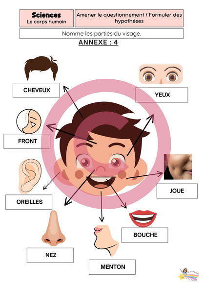 Dossier Sciences: Le corps humain /Les 5 sens (320 pages) + démarches d'investigation
